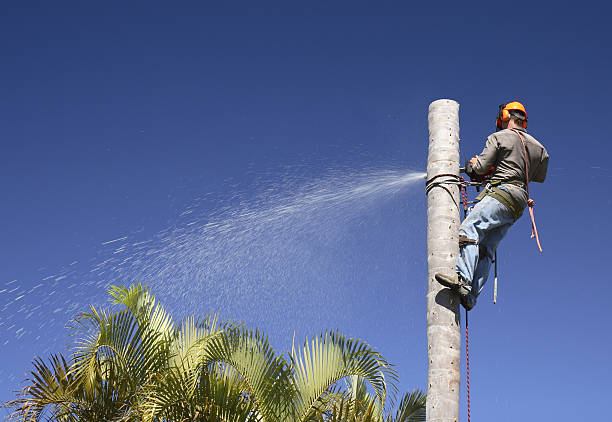 Best Tree Risk Assessment  in Murphys, CA